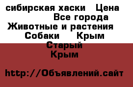 l: сибирская хаски › Цена ­ 10 000 - Все города Животные и растения » Собаки   . Крым,Старый Крым